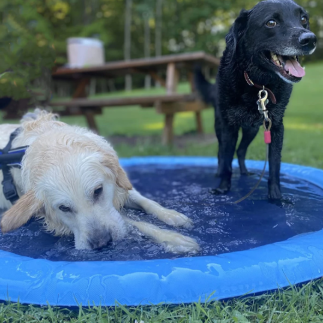 SplashPaws Dog Water Fountain Splash Pad