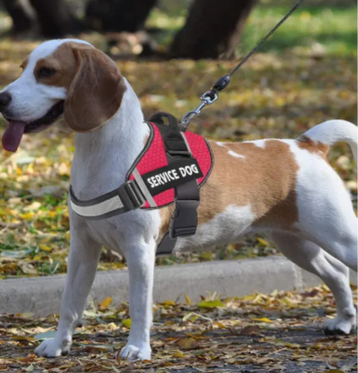 Personalized No-Pull Dog Harness