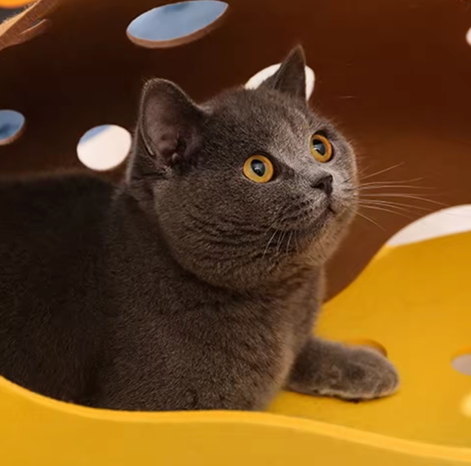 FeltFusion Cat Tunnel – Modular Fun, Cozy Adventures