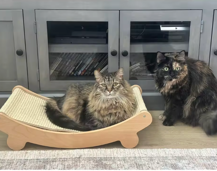 Cat Scratch & Snooze Bed