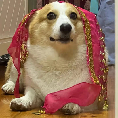 DanceTail – Sequin Pet Belly Dance Skirt 💃🐶